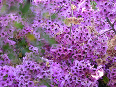 Hojas lilas