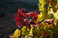 vignes rouges, Porquerolles