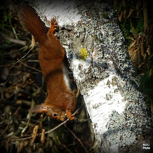 La tête en bas, ça ne le dérange pas pour manger..!