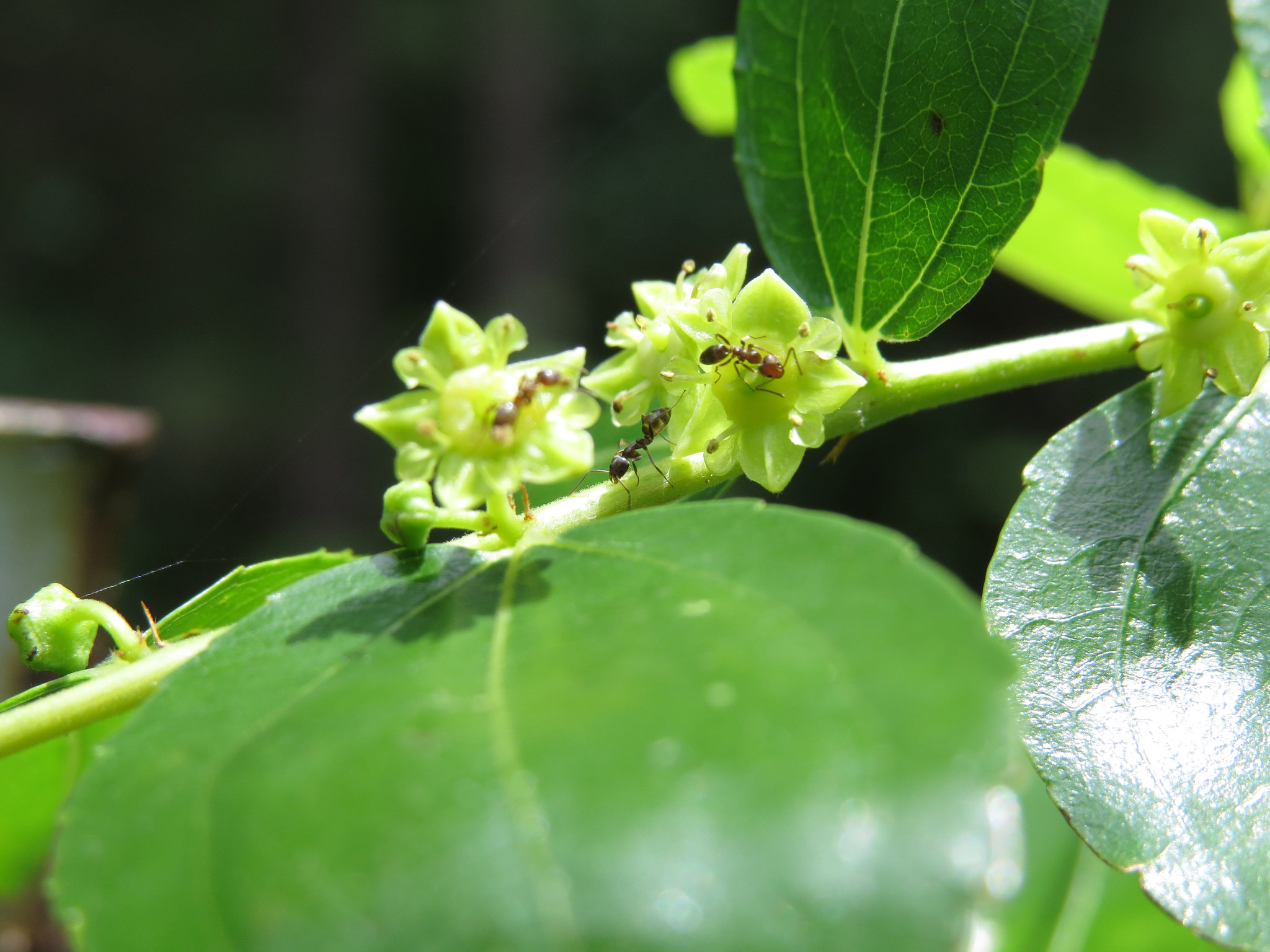 Ants on jujube flowers