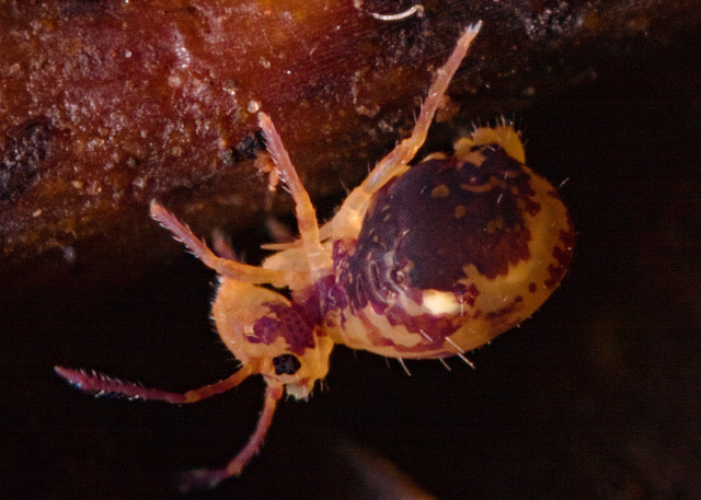 IMG 6122Springtail