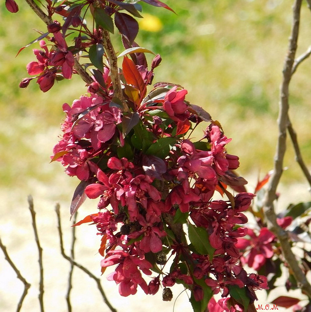 Feuillage de pommier d'ornement**************