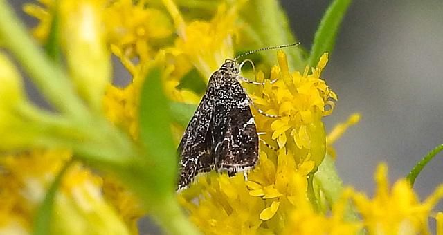 20210831 2661CPw [D~LIP] Brennnessel-Spreizflügelfalter (Anthophila fabriciana), UWZ, Bad Salzuflen