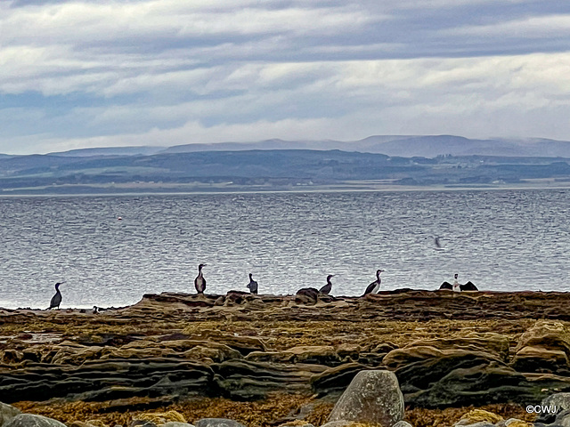 Cormorant Conference