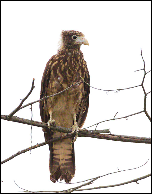 EF7A1425 Juvenile Snail Kite