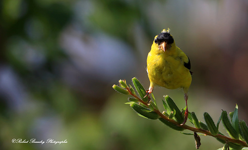 Chardonneret jaune