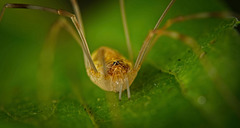 Der Weberknecht (Opiliones) hat nur 2 Augen :)) The harvestman (Opiliones) only has 2 eyes :)) L'opilion (Opiliones) n'a que 2 yeux :))