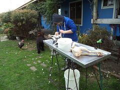 Jennifer plucks chickens