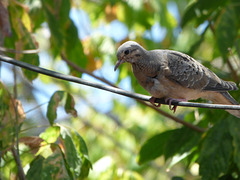 Torcaza