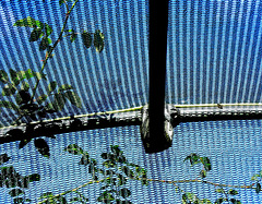 Polytunnel. Byker City Farm. Newcastle