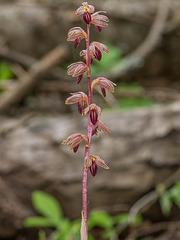 Corallorhiza striata var. striata (Striped Coralroot orchid)