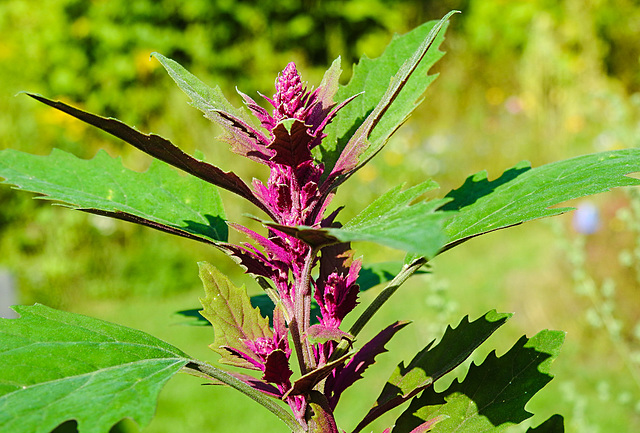 20210831 2662CPw [D~LIP] Riesen-Gänsefuß (Chenopodium giganteum), UWZ, Bad Salzuflen