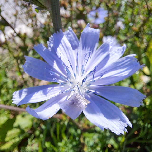 Gemeine Wegwarte (Cichorium intybus)