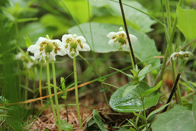 Moosauge (Moneses uniflora)