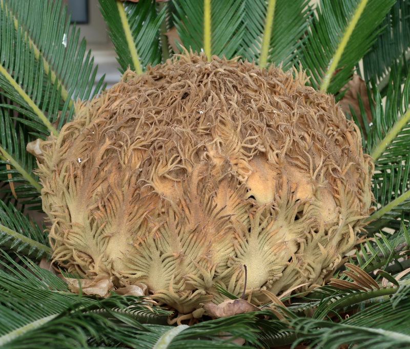 Cycad bud