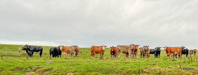 So why are you walking across our field?