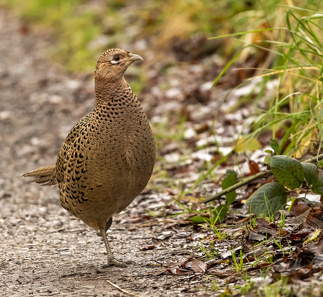 Pheasant