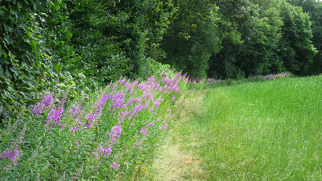 Wild Flowers