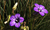 Fleurs sauvages en honneur du 1 er Mai.