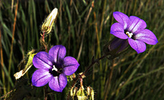 Fleurs sauvages en honneur du 1 er Mai.