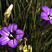 Fleurs sauvages en honneur du 1 er Mai.