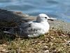 A Gull in Akaroa - 28 February 2015