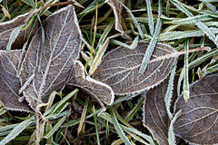 Frosty Ground Cover
