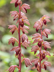 Corallorhiza striata var. striata (Striped Coralroot orchid)