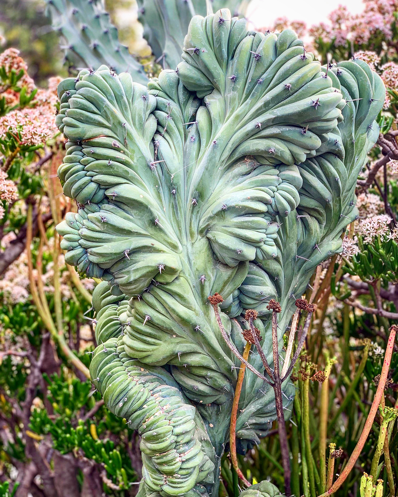 cacti - Los Angeles County Arboretum