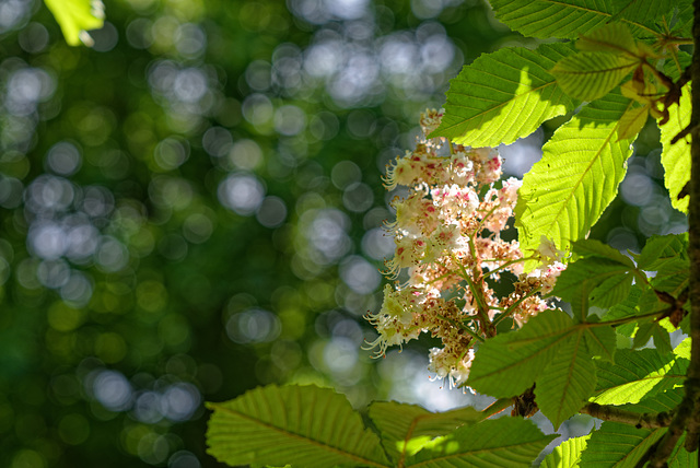 19.05.19 Kastanie