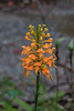 Platanthera ciliaris (Yellow Fringed orchid)