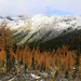 Larches