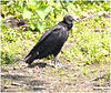 EF7A1414 Turkey Vulture