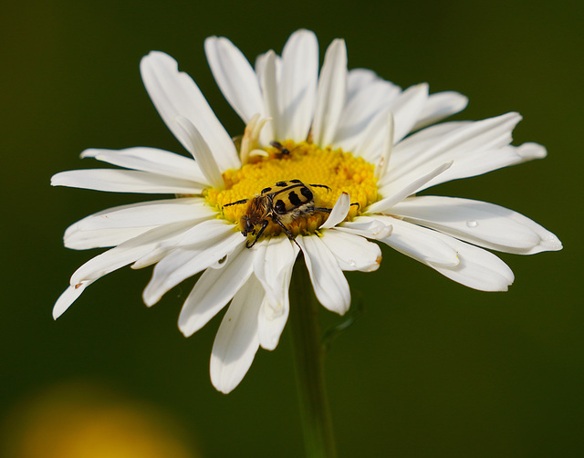 Pinselkäfer (PiP)