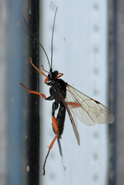 EOS 90D Peter Harriman 13 07 47 99705 blackSlipWasp dpp