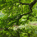 Horse Chestnut shading the Derwent