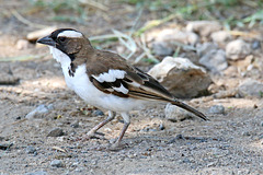 White-browed sparrow weaver