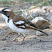 White-browed sparrow weaver