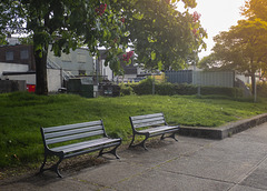 Red-Horse Chestnut Tree