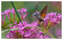 Le Macroglossum stellatarum, aussi appelé Moro-sphinx ou Sphinx colibri