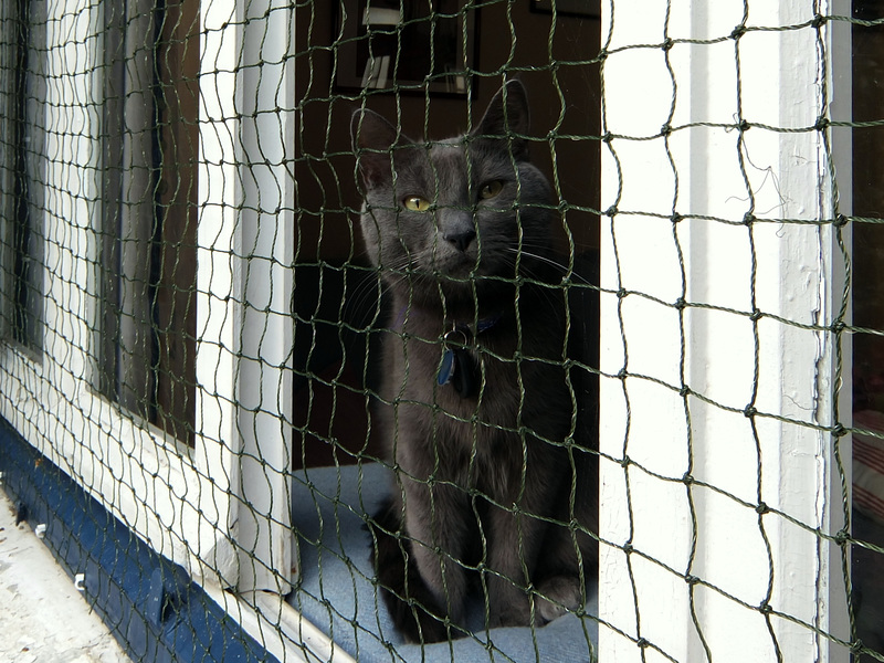 Poisson-chat .