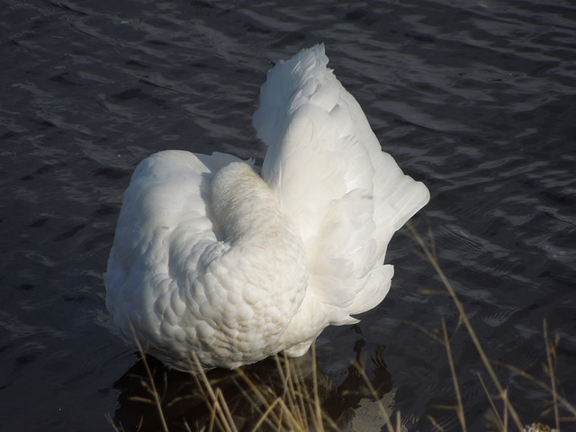 swan in Tjörnin - iii
