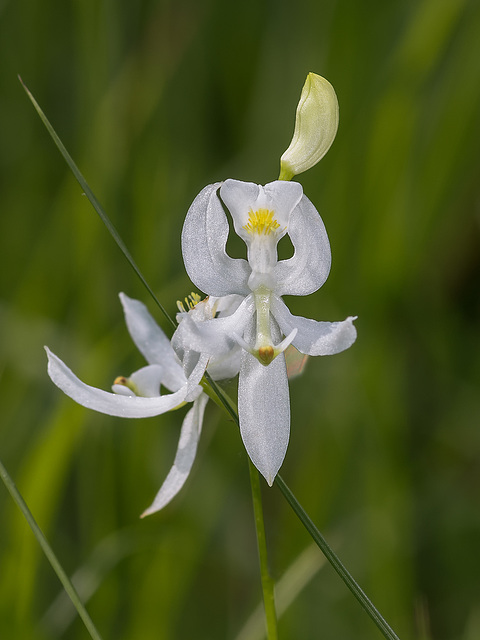 Calopogon pallidus (Pale Grass-pink orchid)