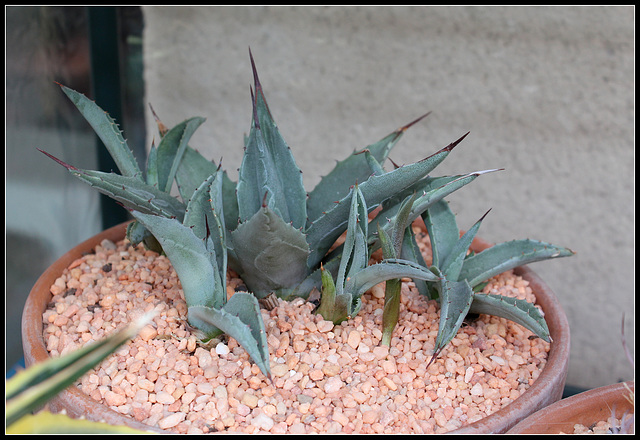 Agave neomexicana grise  (1)