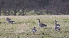 Geese grazing by the Speyside Way near Cromdale