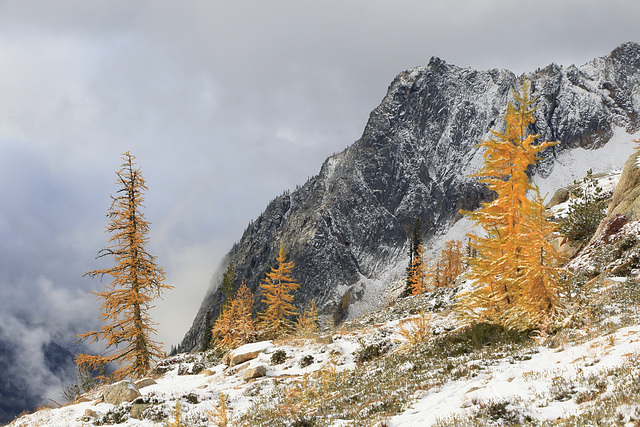 Porcupine Peak and Larches