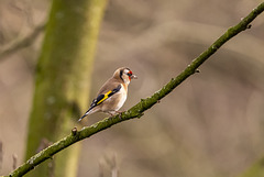 Goldfinch