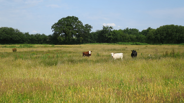 Farming Llife