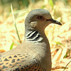 STREPTOPELIA TURTUR