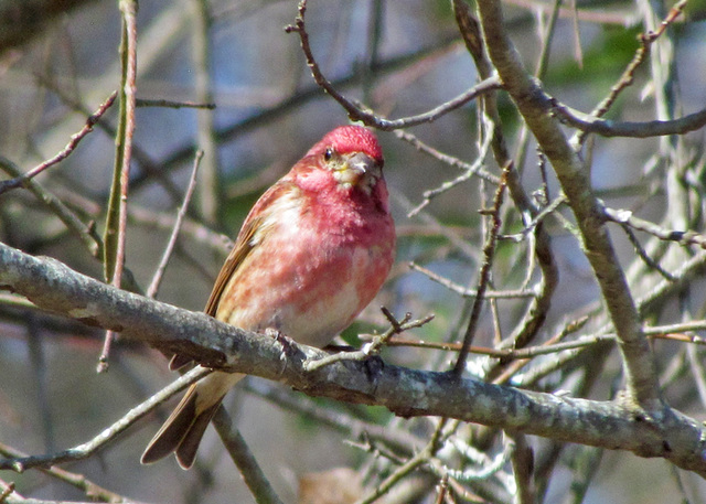 Purple Finch (Male)